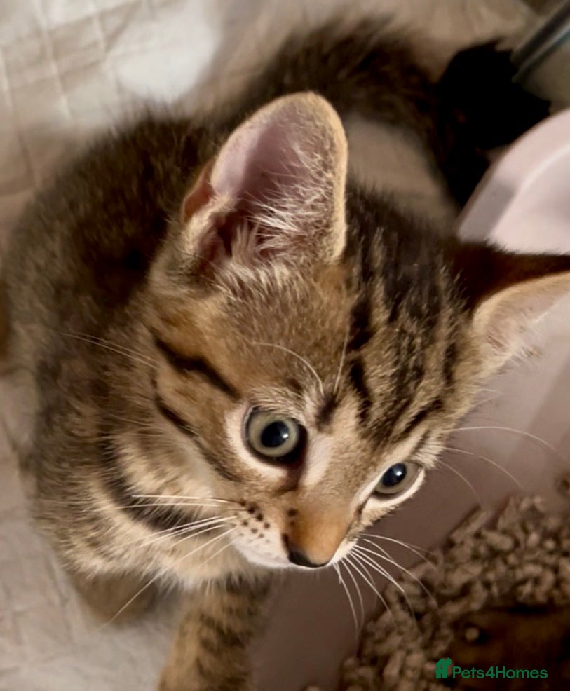 Bengal cats Bengal X Kittens With Famous Siblings!  - Advert 2