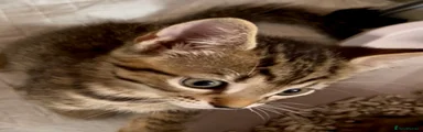 Bengal 1