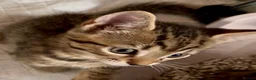 Bengal cats for sale: Stunning Bengal X With Beautiful Markings - Advert 19
