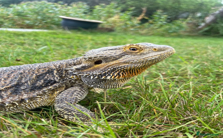 Bearded Dragon reptiles - Advert 1