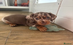 Miniature Dachshund dogs for sale: Miniature dachshund - Image 2