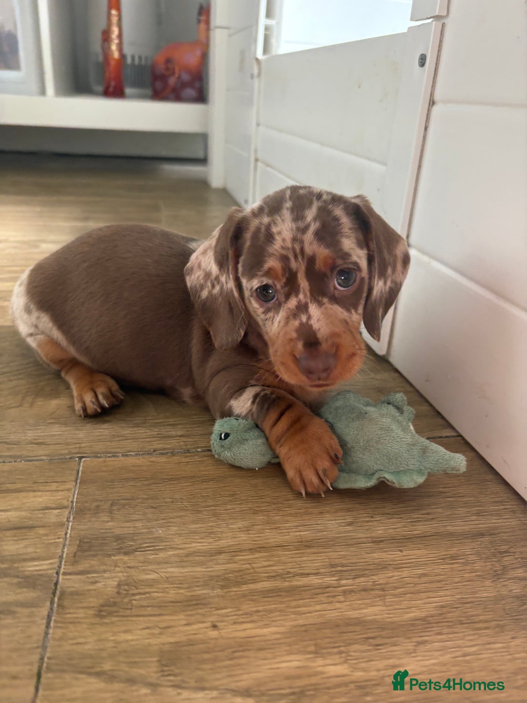 Miniature Dachshund dogs for sale: Miniature dachshund - Image 2