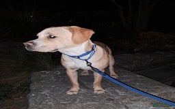 Mixed Breed dogs for sale: Arlo the French cockapoo - Image 17