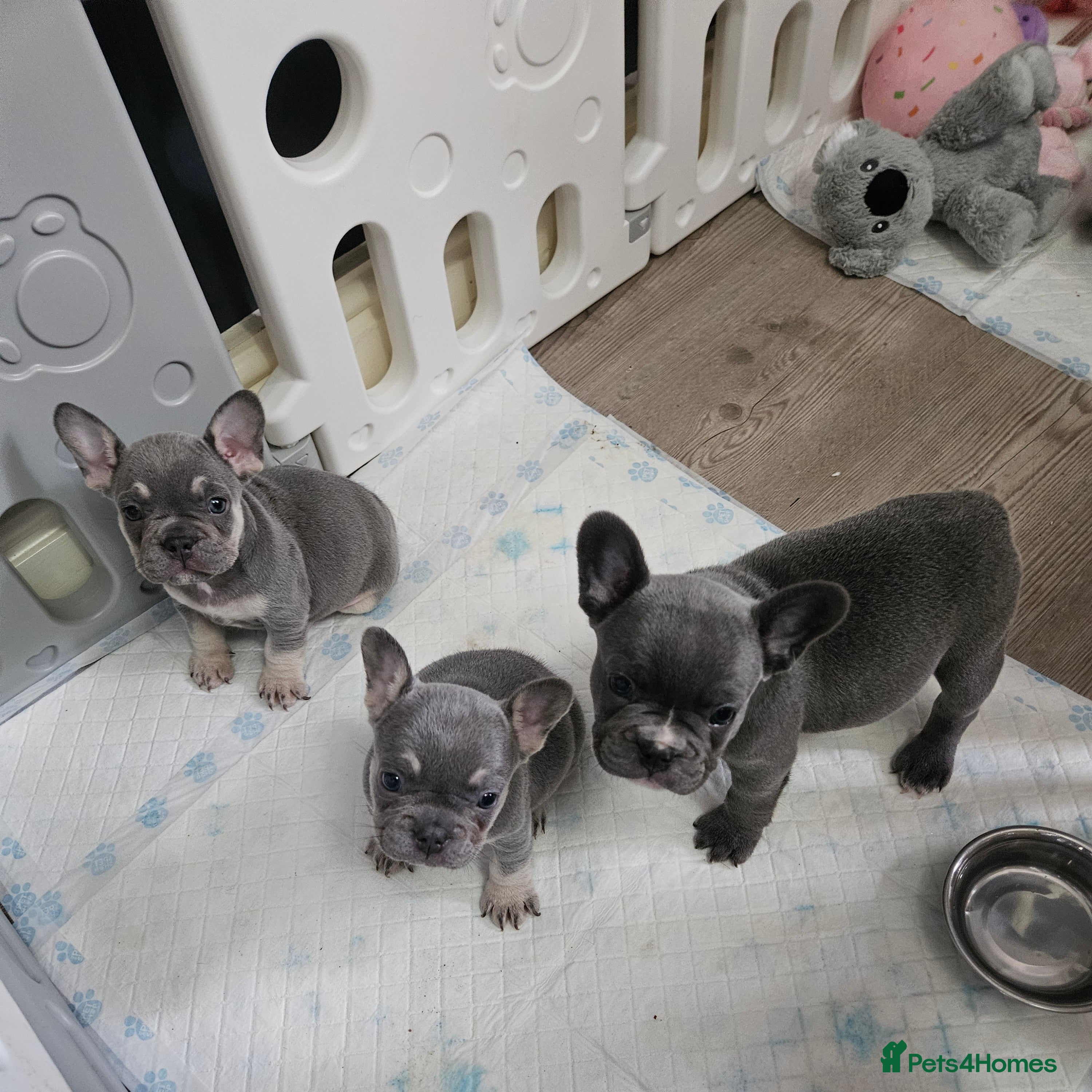French Bulldog dogs French bulldog frenchie puppies  - Advert 1