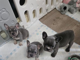 French Bulldog dogs French bulldog frenchie puppies - Advert 7