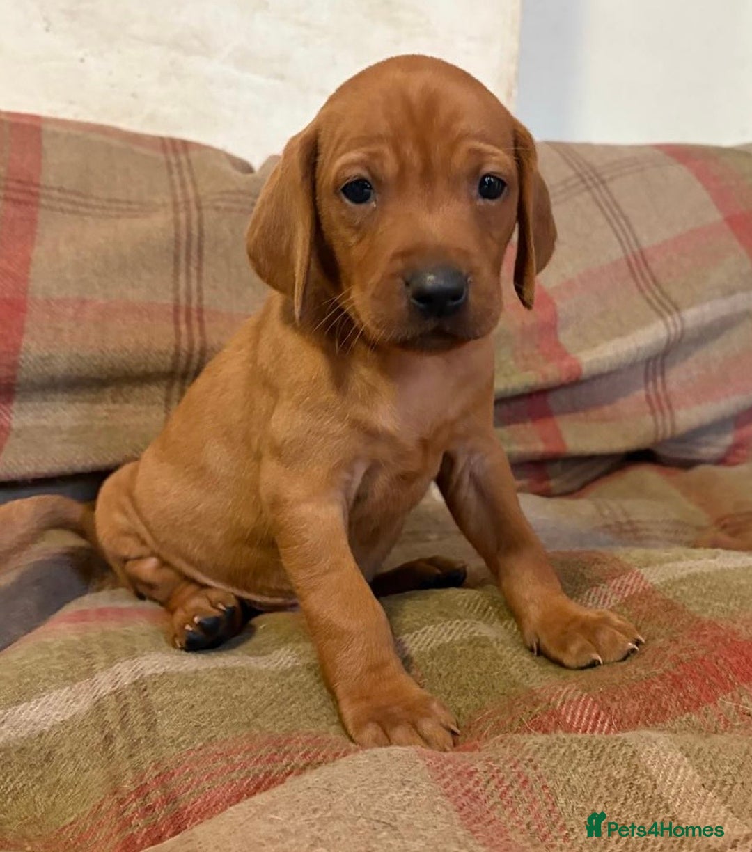 Mixed Breed dogs for sale: Hungarian Vizsla - Image 10