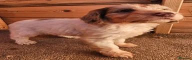 Cockapoo 9