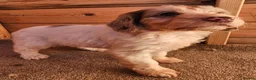 Cockapoo dogs for sale: Cockerapoo puppies F1  - Advert 28