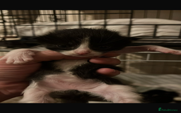 Domestic Shorthair cats for sale: Beautiful kittens - Image 2
