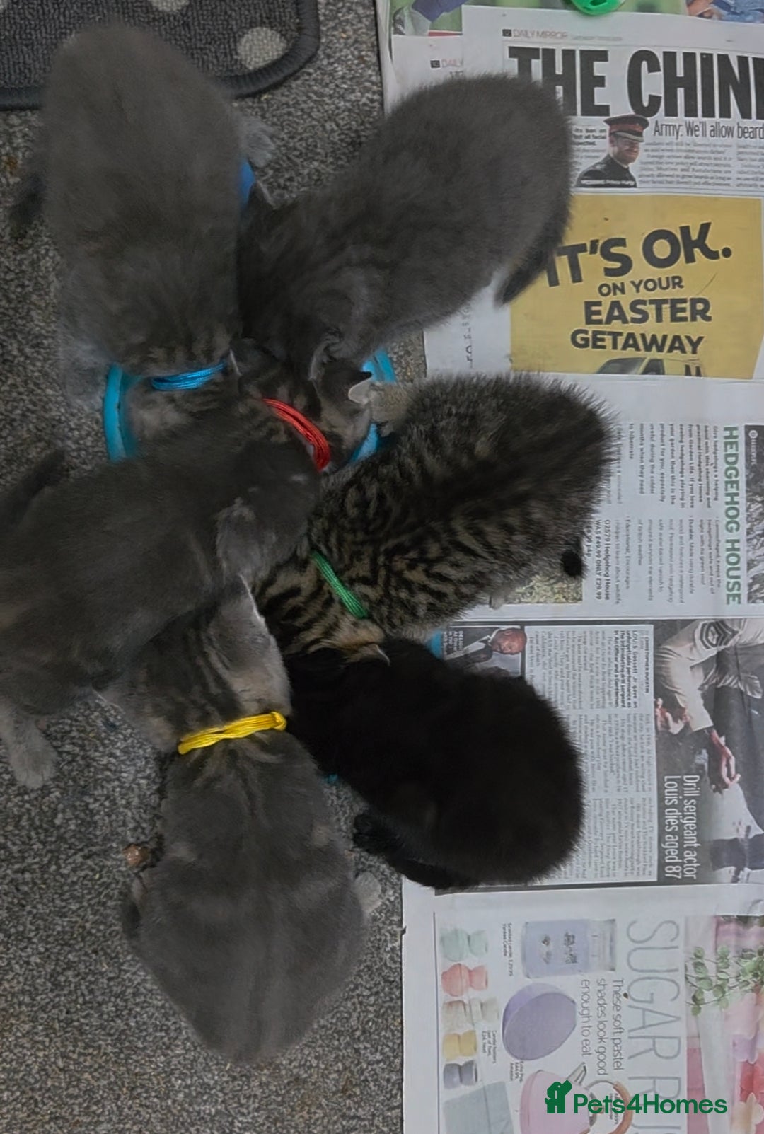 Mixed Breed cats for sale: Beautiful kittens  - Image 4