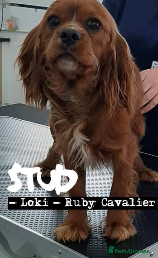 Cavalier King Charles Spaniel dogs Fully health tested kc ruby boy in Wisbech - Advert 10