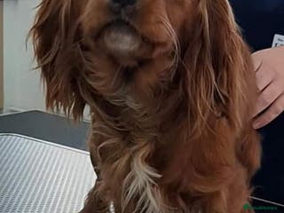 Cavalier King Charles Spaniel dogs Fully health tested kc ruby boy in Wisbech - Advert 8