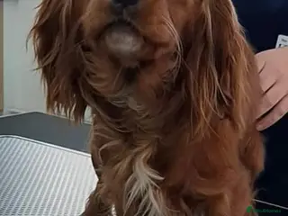 Cavalier King Charles Spaniel dogs Fully health tested kc ruby boy in Wisbech - Advert 8