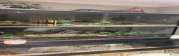 Python Snake reptiles for sale: Ball python and corn snake  - Advert 3