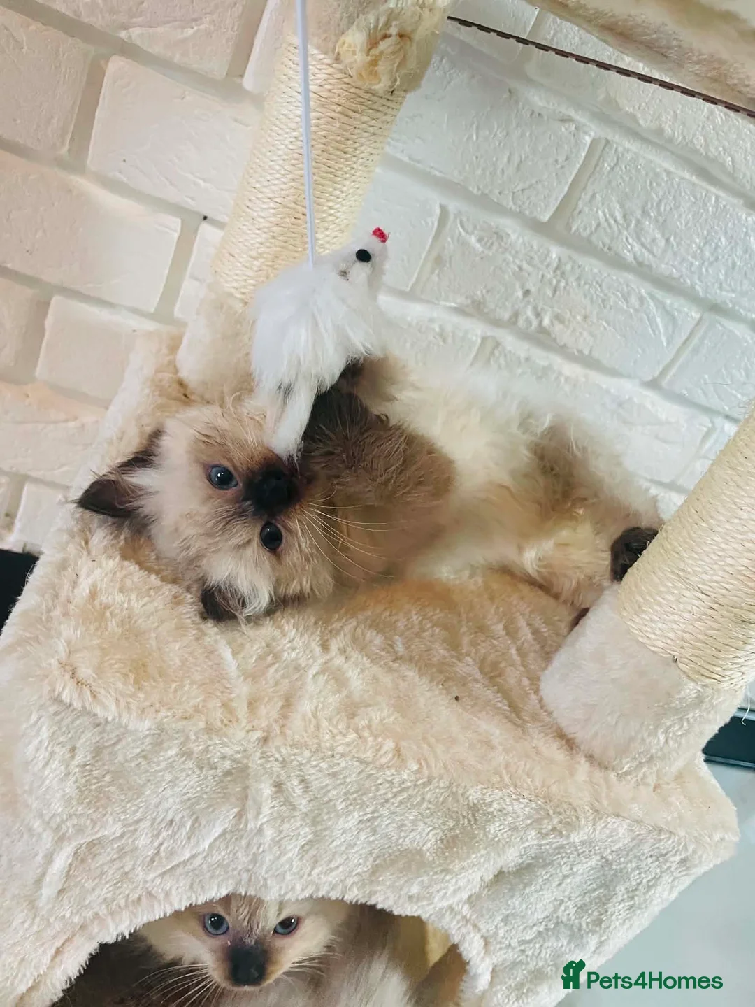Ragdoll cats for sale: 6 pure Ragdoll kittens  in Paisley - Advert 9