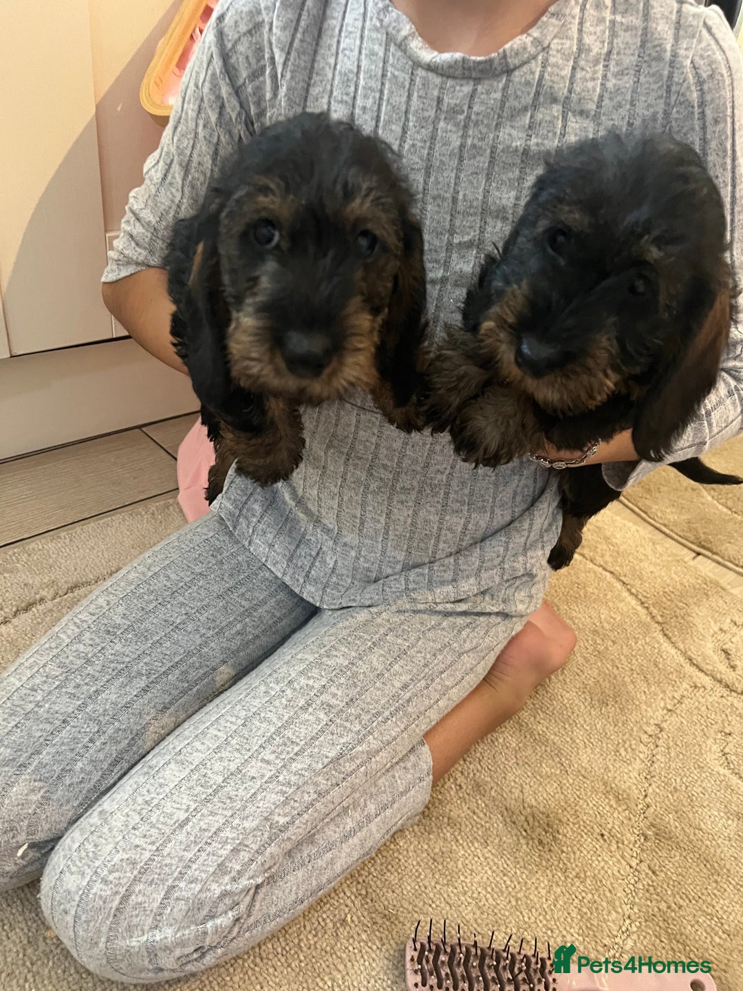 Dachshund dogs for sale: Miniature soft haired teckel dachshunds  - Advert 9