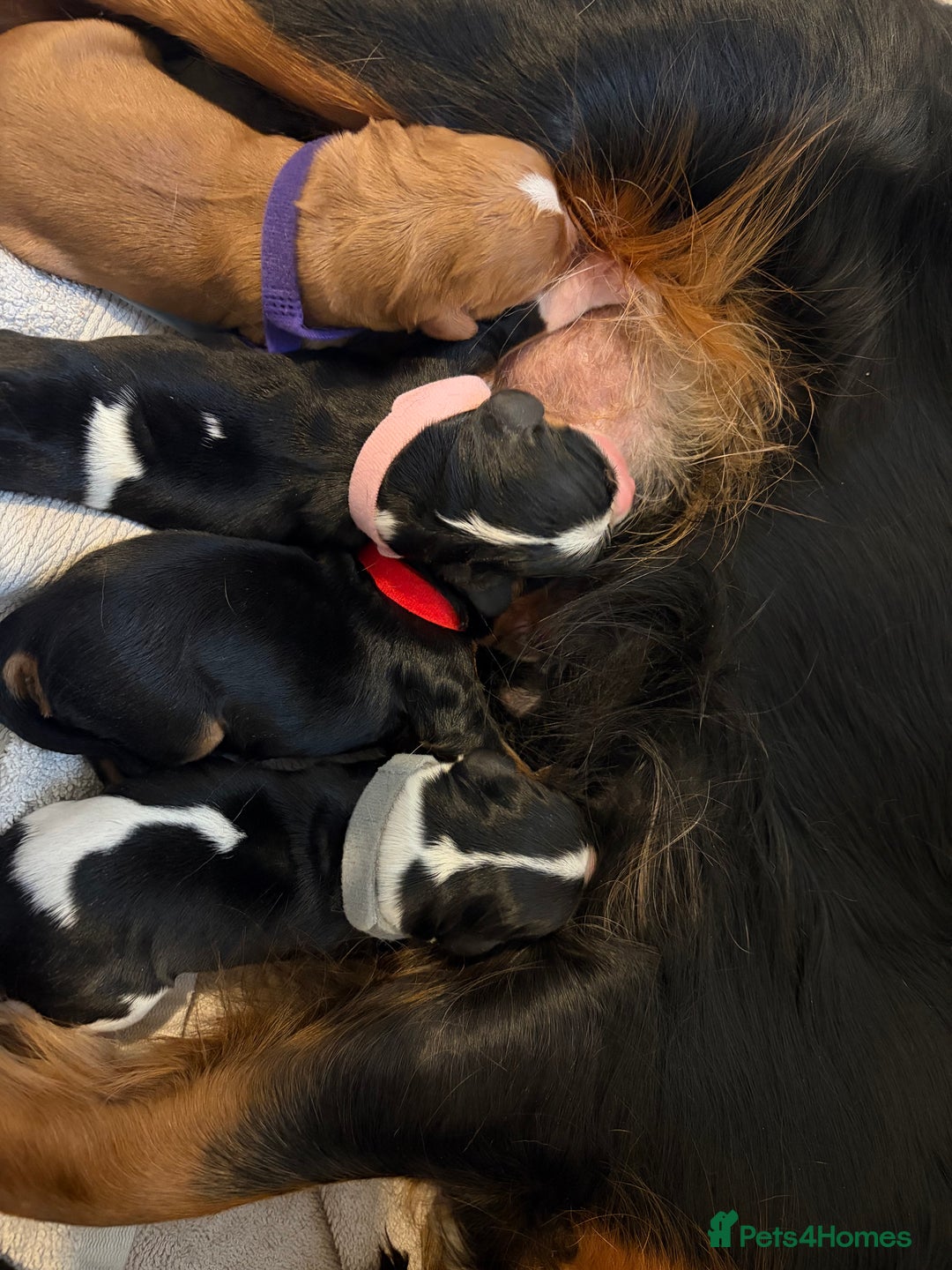Cavalier King Charles Spaniel dogs for sale: Beautiful Cavalier King Charles Puppies - Image 6