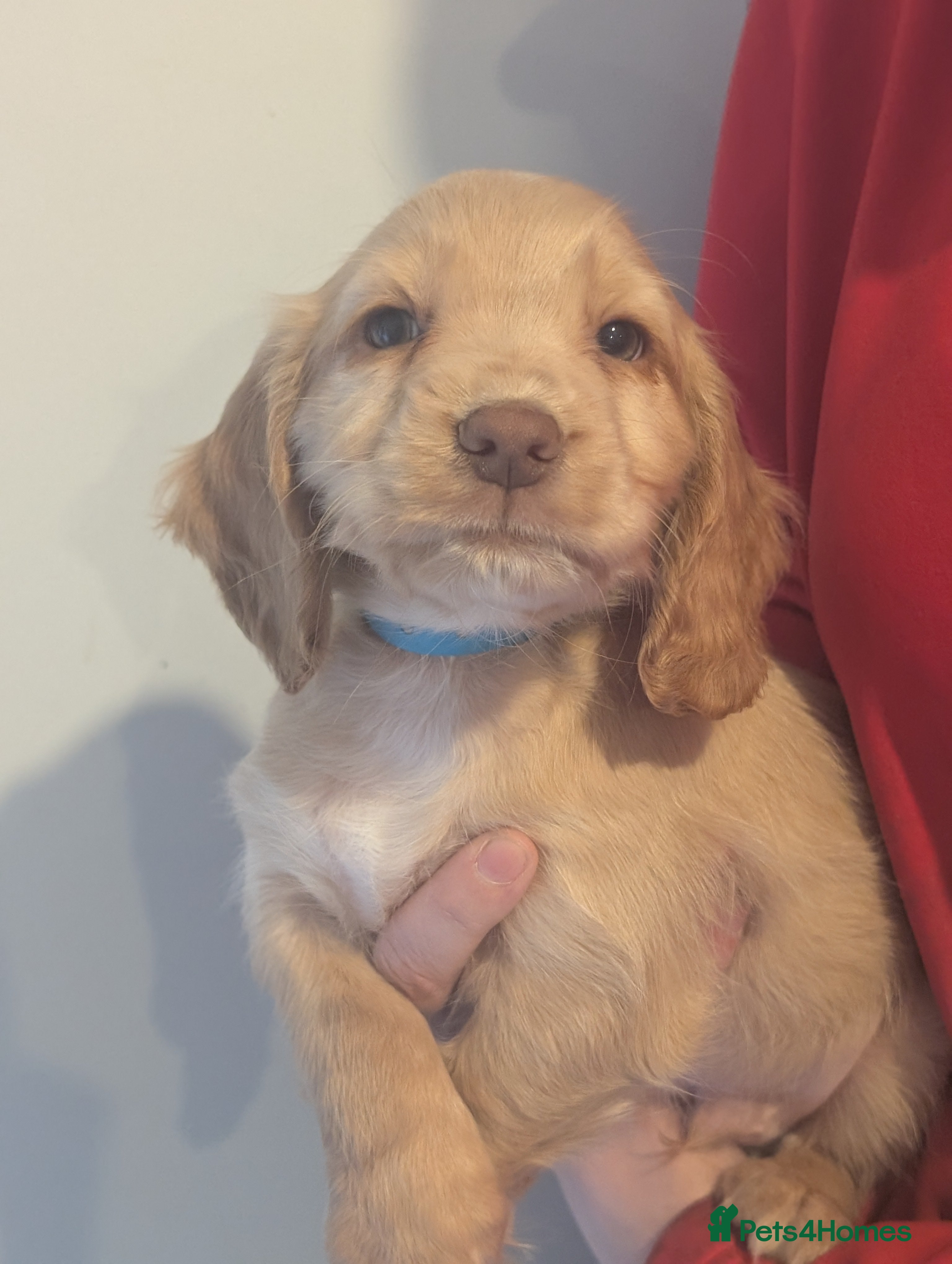 Cocker Spaniel dogs Pups from Health Tested Champion Trialling lines. - Advert 3