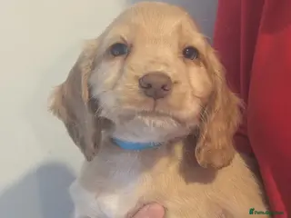 Cocker Spaniel dogs Pups from Health Tested Champion Trialling lines. - Advert 3