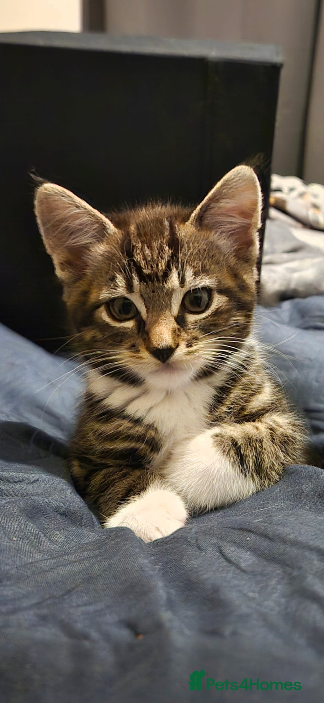 Mixed Breed cats for sale: 6-Month-Old Male Cat – Playful & Affectionate - Advert 3