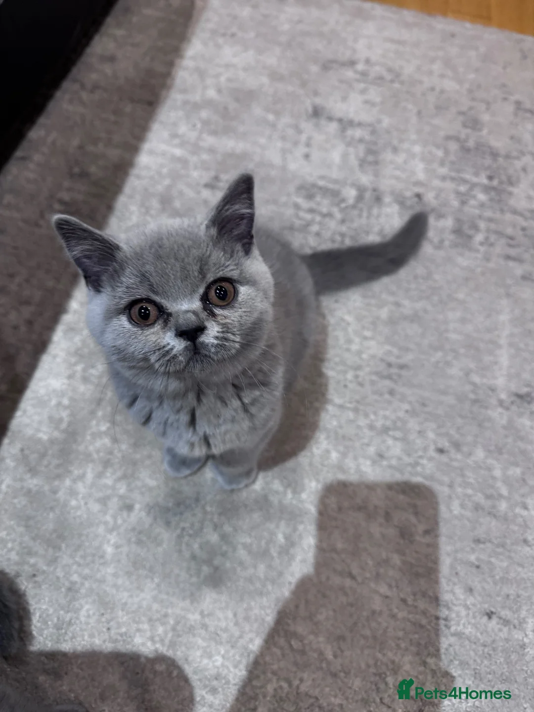 British Shorthair cats for sale: British short hair girls! - Advert 2