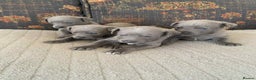 Whippet dogs for sale: 4 beautiful whippet puppies - Advert 12