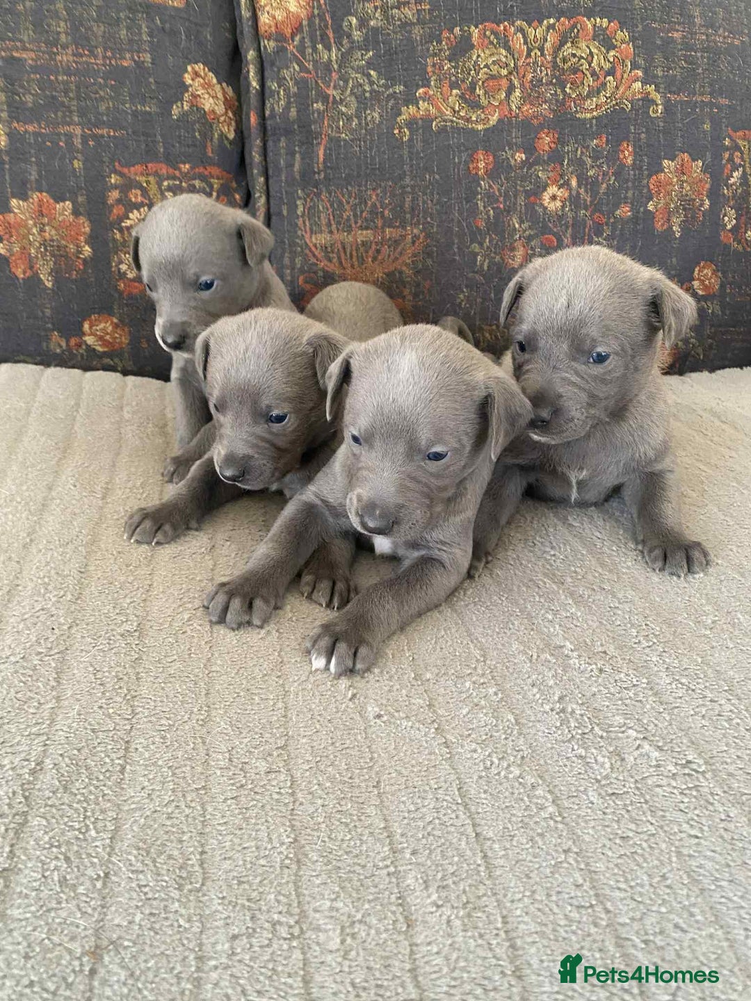 Whippet dogs for sale: 4 beautiful whippet puppies - Advert 12