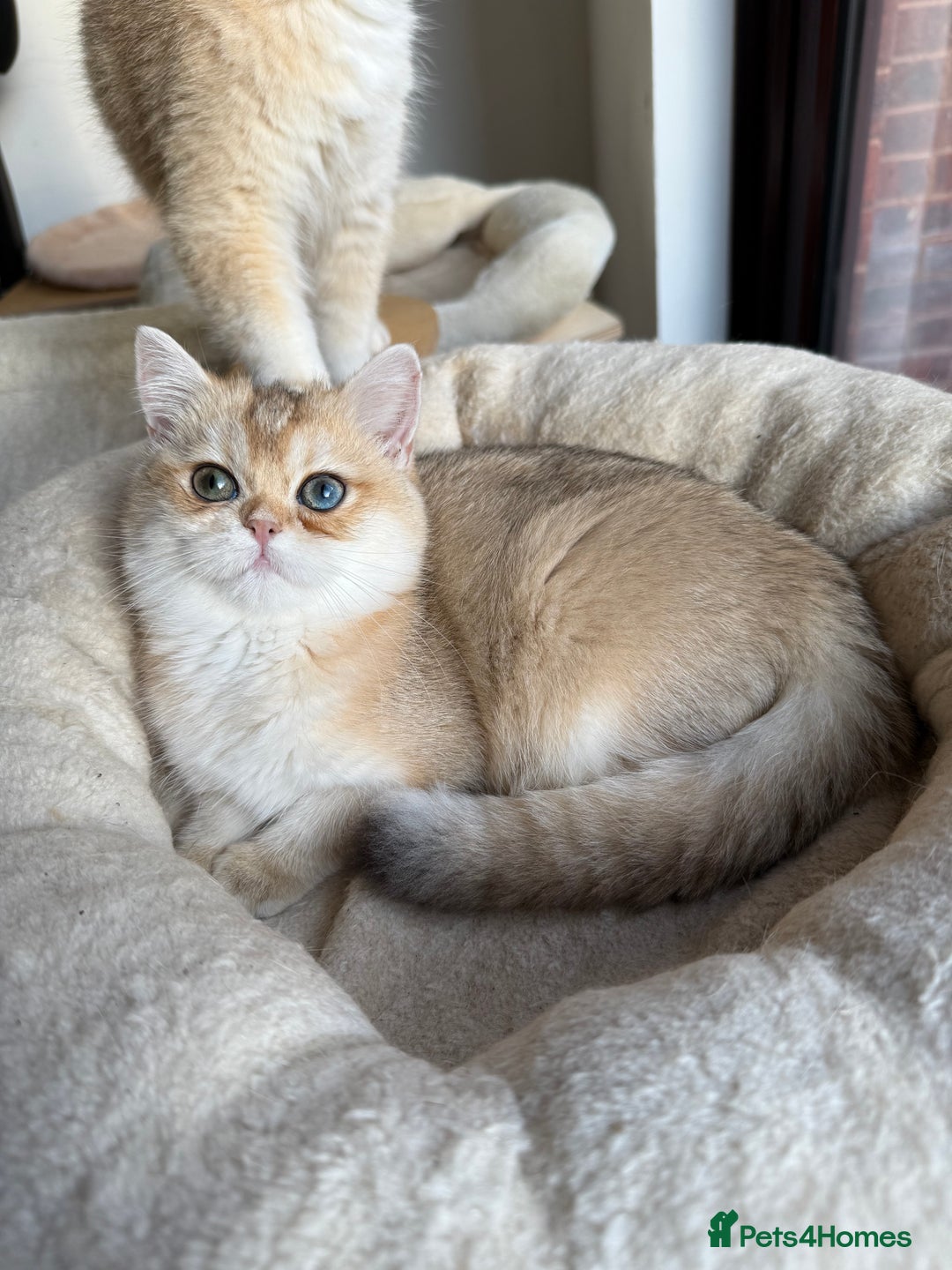 British Shorthair cats for sale: New Litter Available GCCF BSH Black Golden Kittens - Advert 16