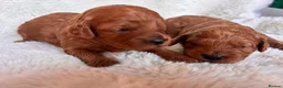 Cavapoo dogs for sale: Gorgeous litter of Cavapoo puppies  in King's Lynn - Advert 2