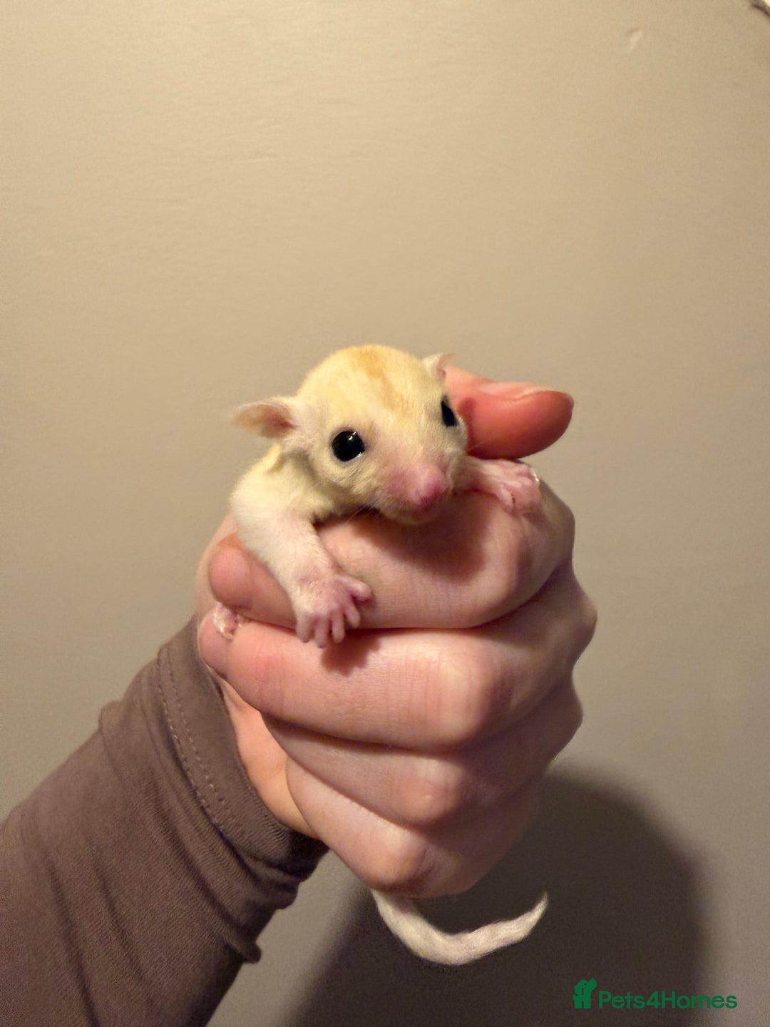 Sugar Glider rodents for sale: Female leu sugar glider to reserve  - Advert 1