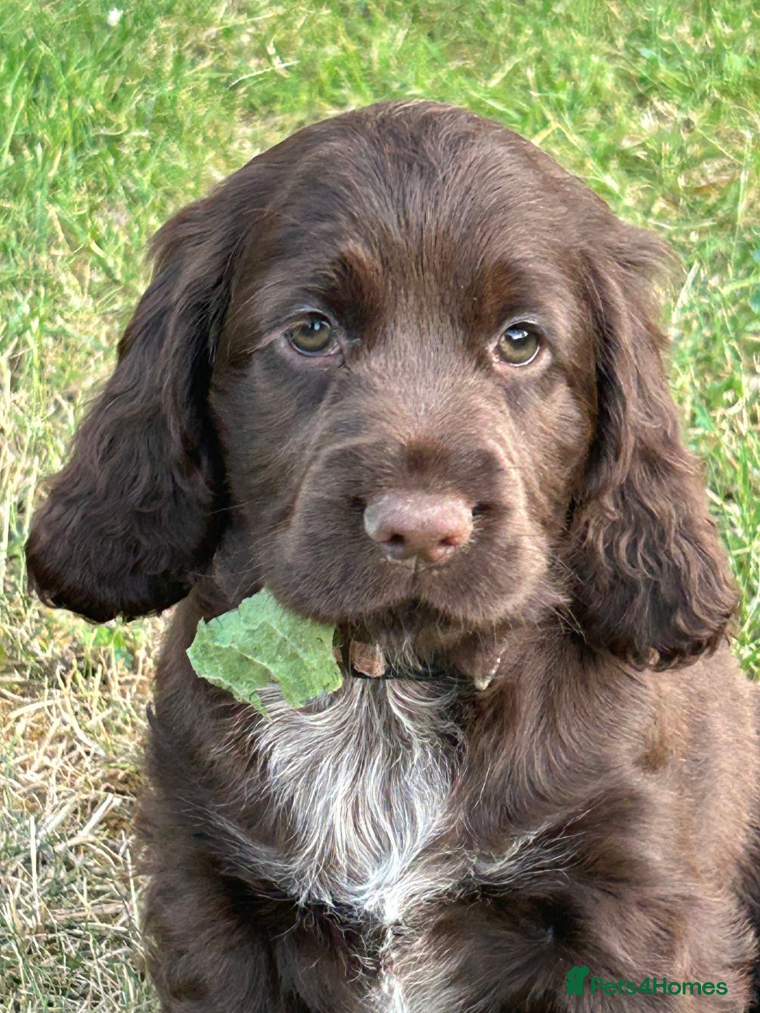 Cocker Spaniel dogs for sale: Last little princess 😢 - Image 1