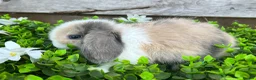 Mini Lop rabbits for sale: Gorgeous Mini lops  - Advert 9
