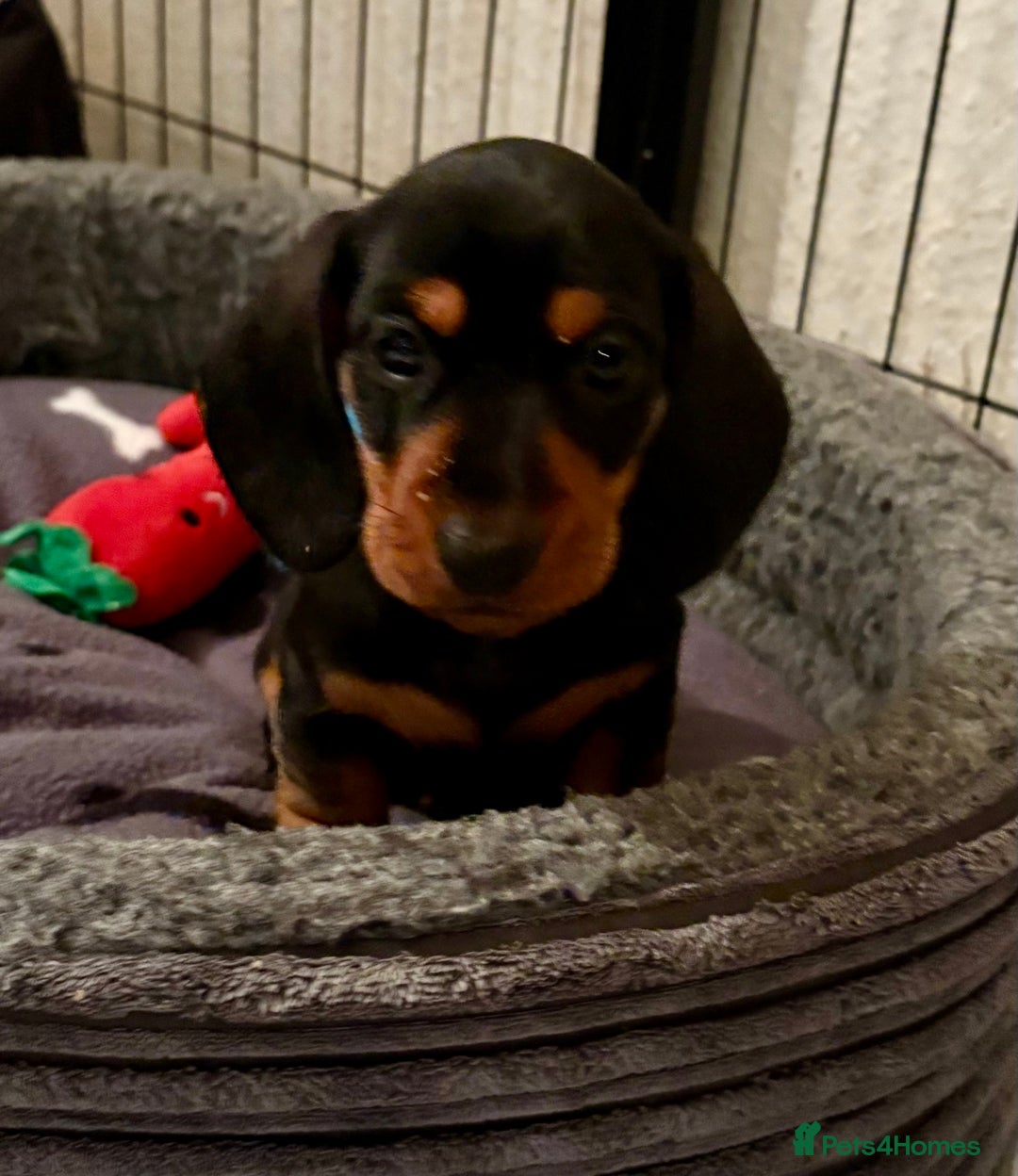 Miniature Dachshund dogs for sale: Vanitonia Miniature Smooth Dachshunds   - Advert 17
