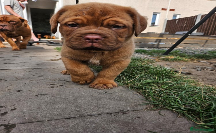 Dogue De Bordeaux dogs - Advert 1