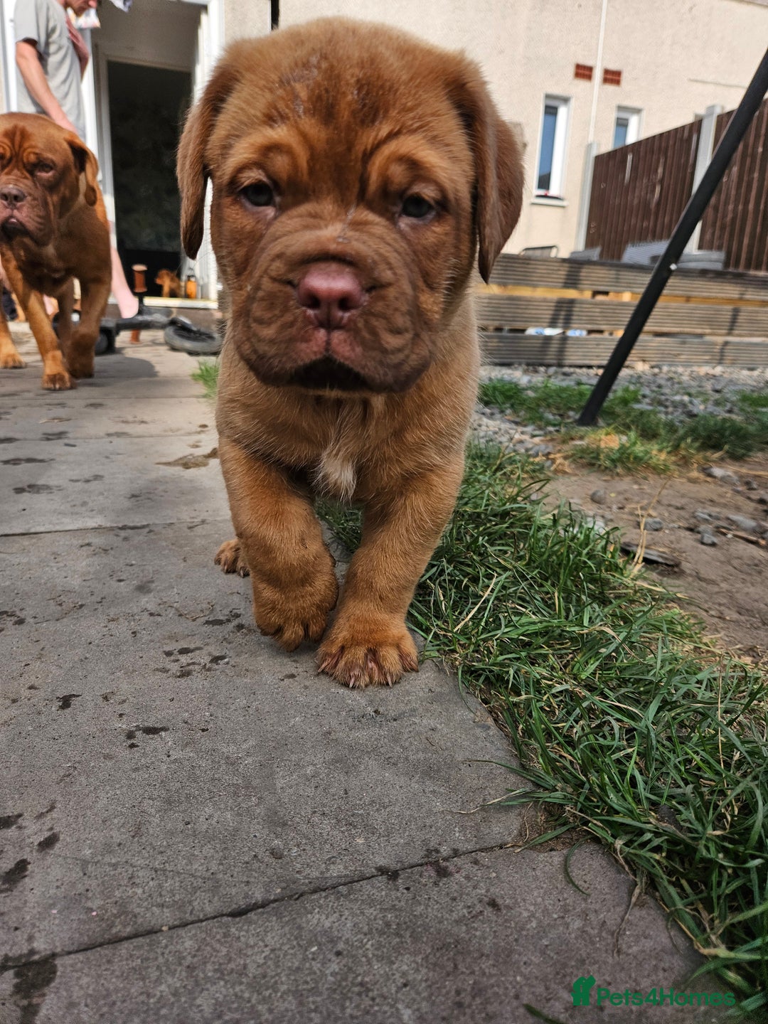 Dogue De Bordeaux dogs for sale: Dogue de bordeaux pups  - Image 1