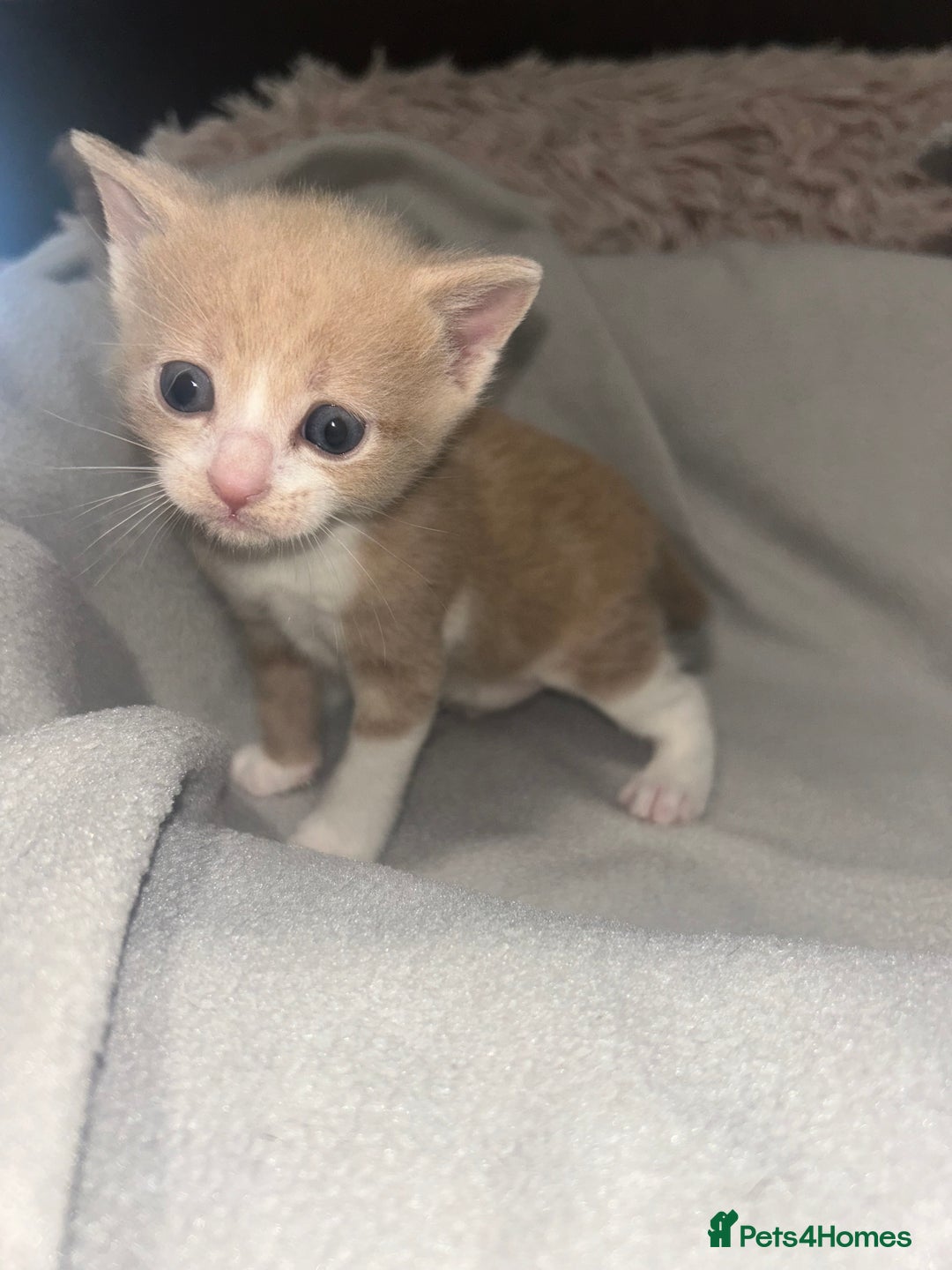 Mixed Breed cats for sale: Beautiful kittens  - Advert 5