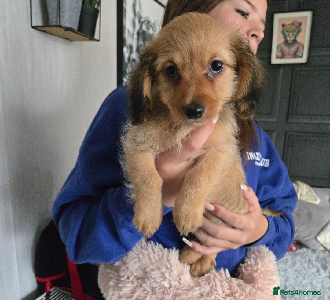 Chiweenie dogs for sale: Male chweenie - Image 1