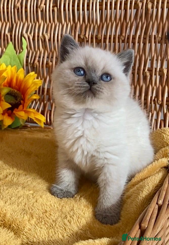 British Shorthair cats RARE SEAL LYNX PURE BRED BSH TEDDY BEARS - Advert 6