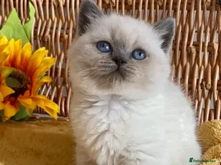 British Shorthair cats RARE SEAL LYNX PURE BRED BSH TEDDY BEARS - Advert 6
