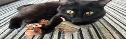 Mixed Breed cats for sale: Jasper (Male black cat)  - Advert 4