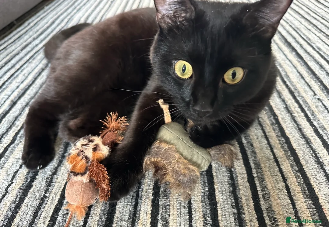 Mixed Breed cats for sale: Jasper (Male black cat)  - Advert 4