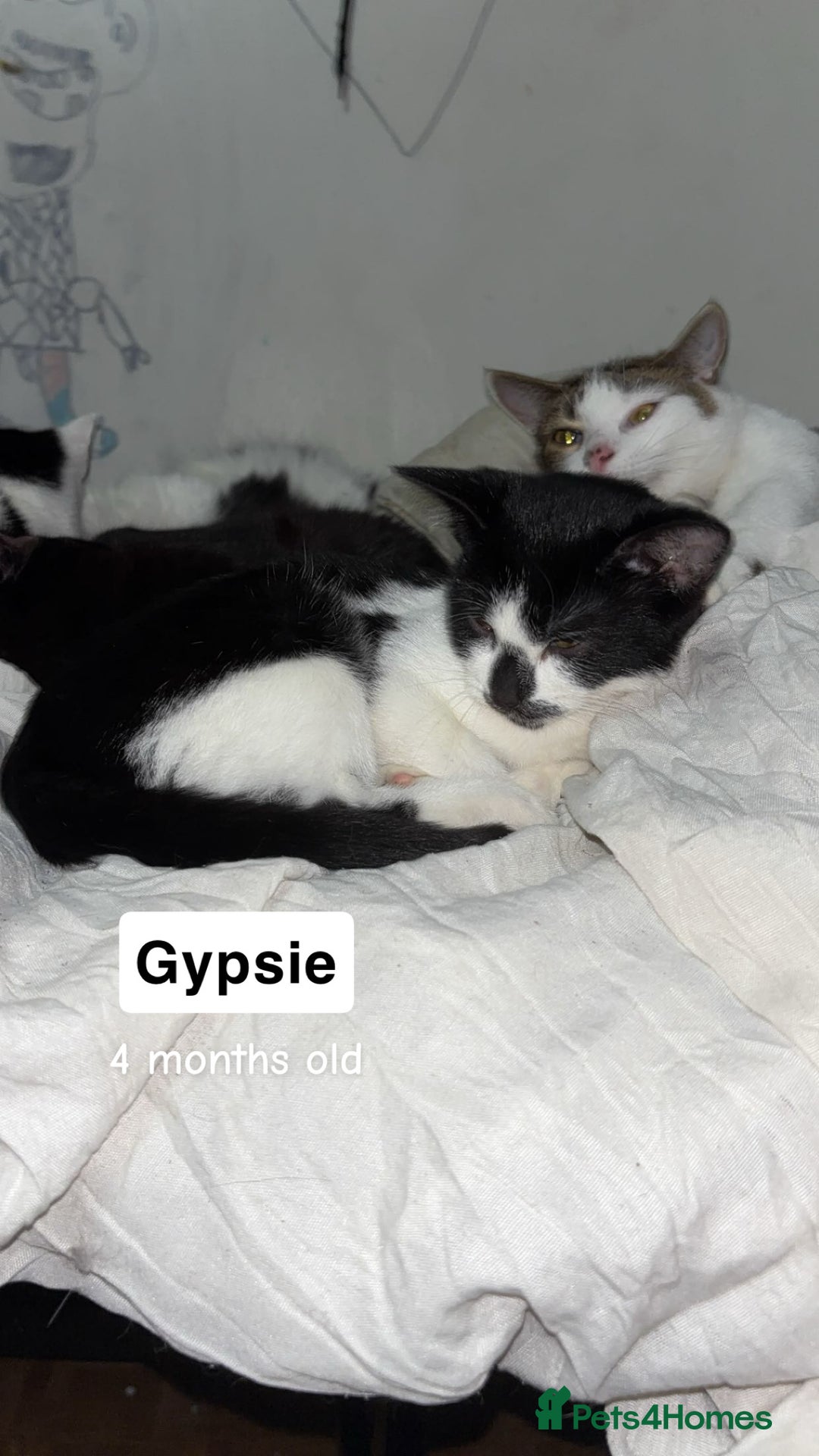 American Shorthair cats for sale: 3 black and white cats - Advert 9