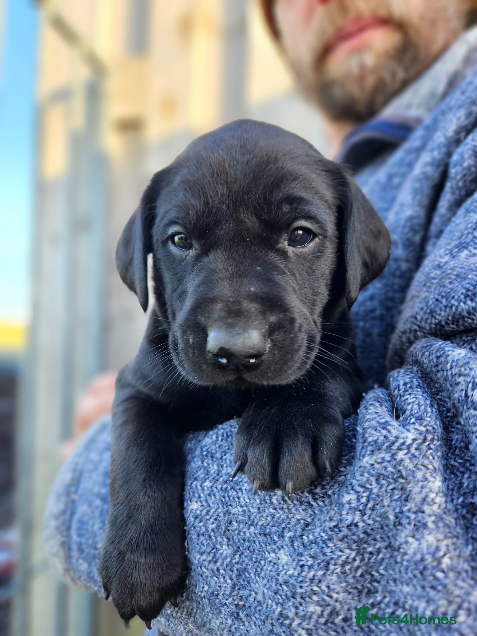 Labrador Retriever dogs for sale: Black Male Labrador Puppies for sale Western Isles - Advert 5