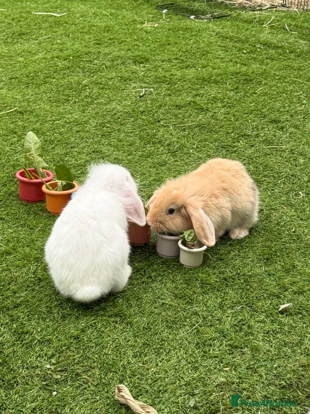Mini Lion Lop rabbits for sale: 2 x Mini Lion Lop sisters  - Advert 7