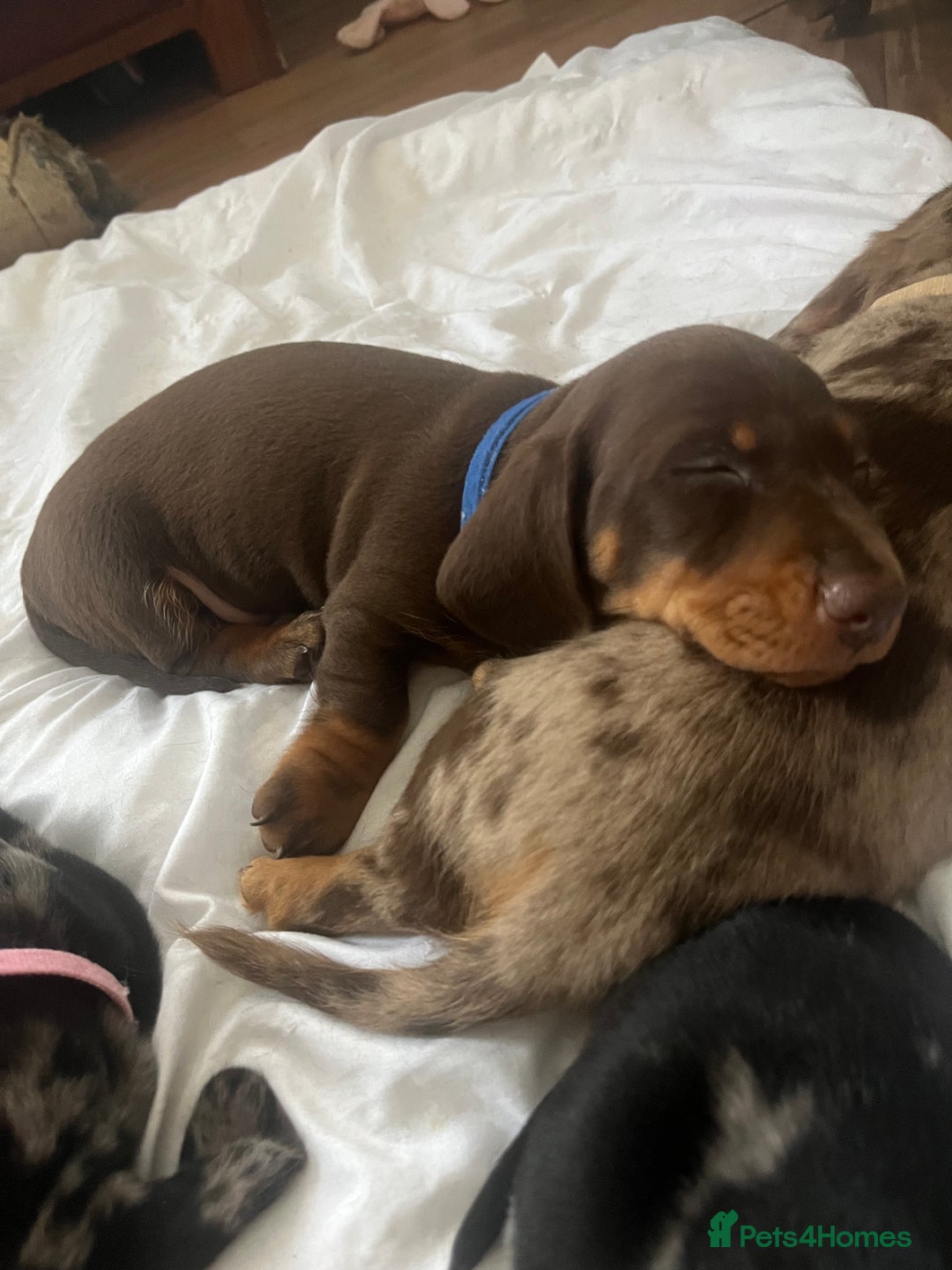 Miniature Dachshund dogs for sale: Miniature dachshund  - Image 6