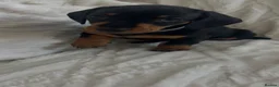 Miniature Dachshund dogs for sale: 3 beautiful miniature dachshund girls  in Chesterfield - Advert 6