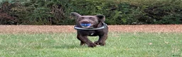 Springador dogs for sale: 6-Month-Old Male Springador – Loving & Friendly - Advert 4