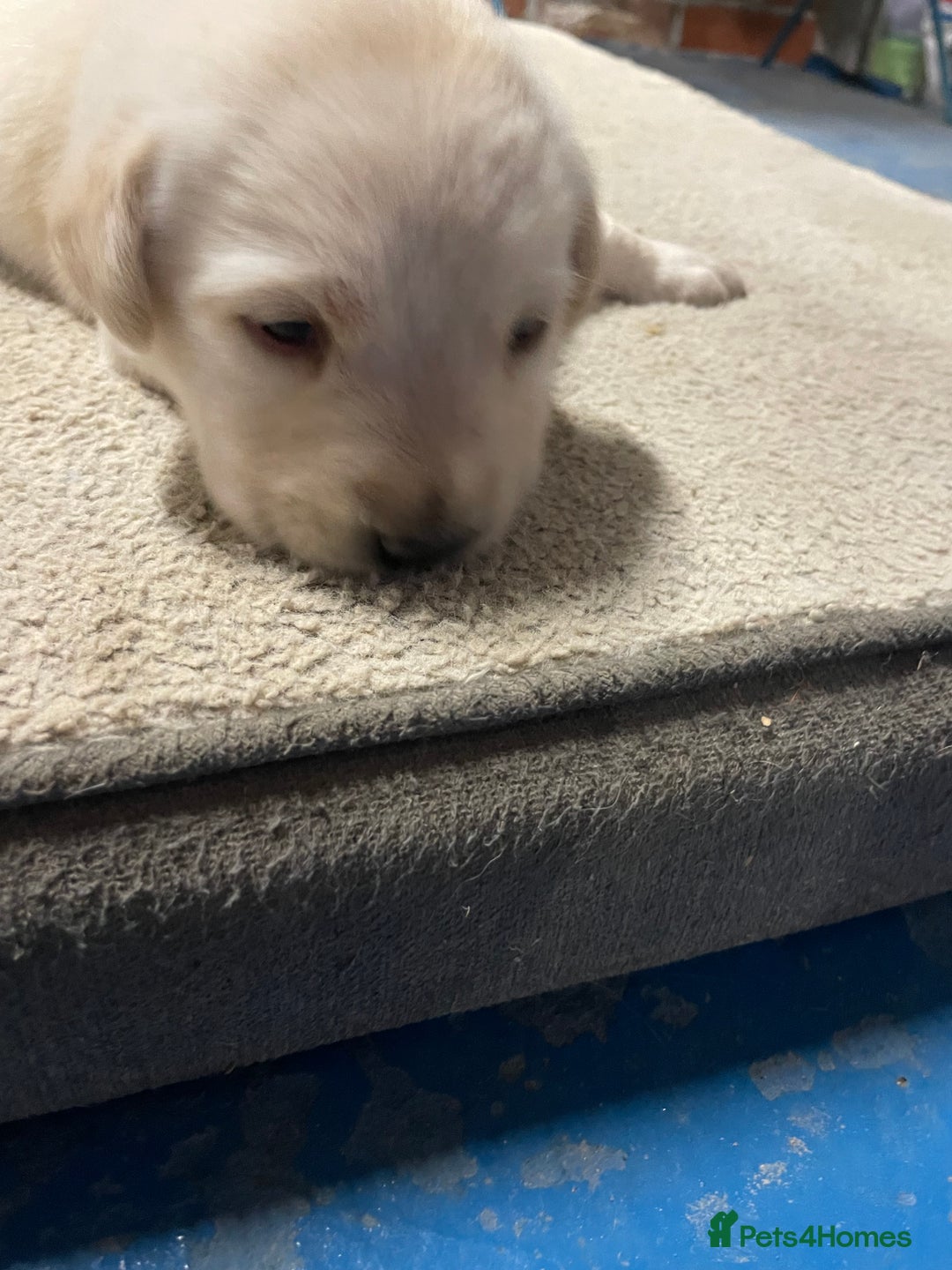 Labrador Retriever dogs for sale: Labrador pups - Image 3