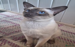 Siamese cats for sale: Handsome, athletic Chocolate point male Siamese. - Image 1