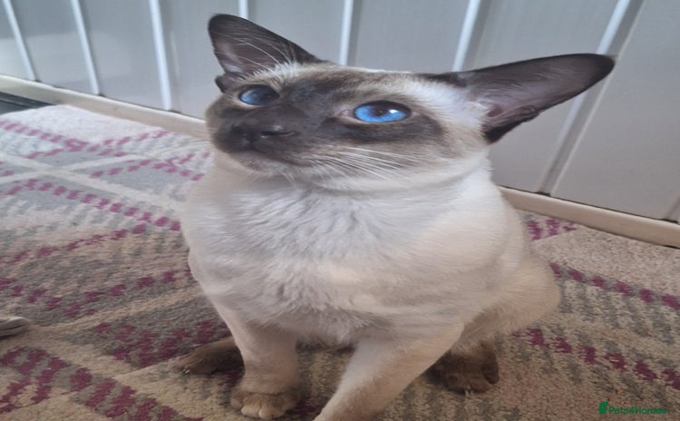 Siamese cats - Advert 1